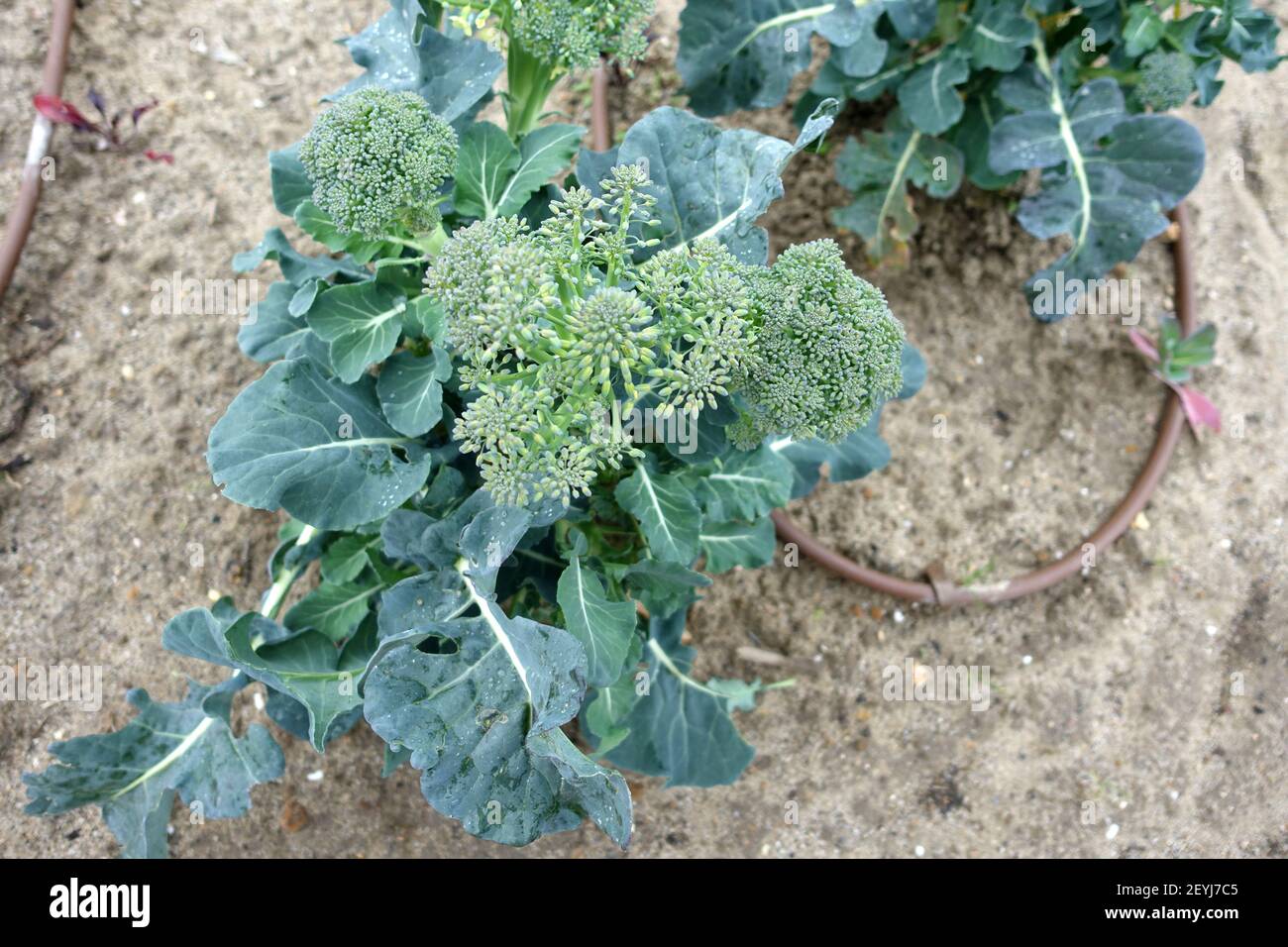 Broccolini Plants