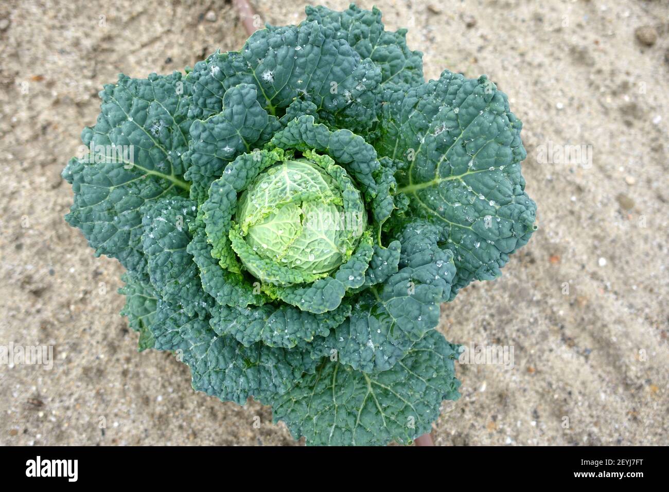 Top view of a Savoy cabbage plant growing in the ground Stock Photo