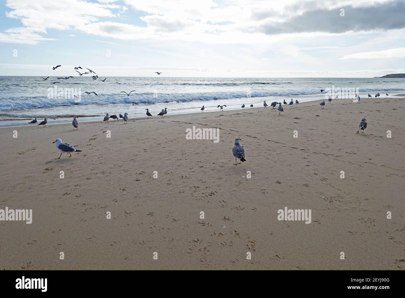 Lots of seaguls on a sandy beach in winter Stock Photo