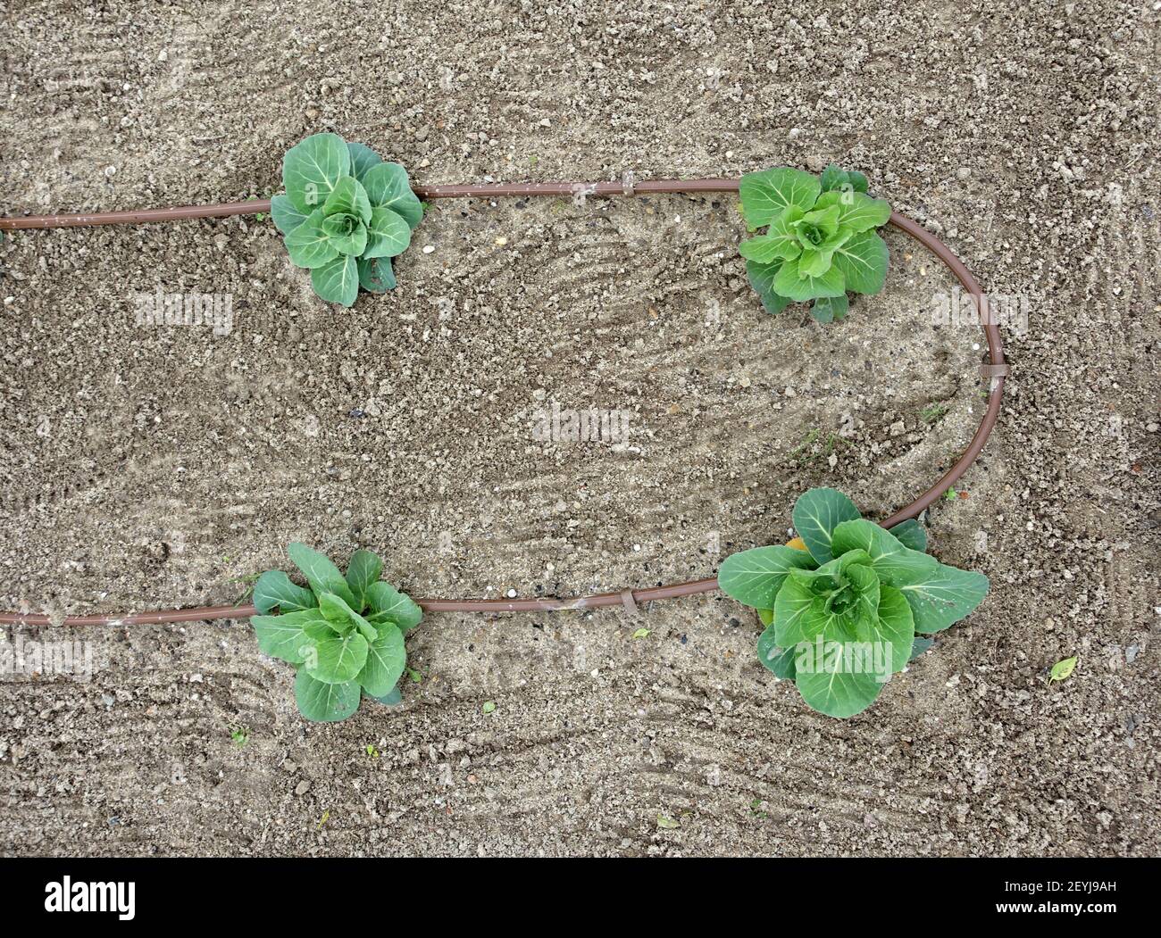 Top view of baby cabbage plants growing in soil Stock Photo