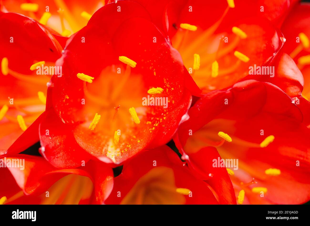 Close up of the stamen in the red flowers of the Clivia Miniata or natal lily Stock Photo