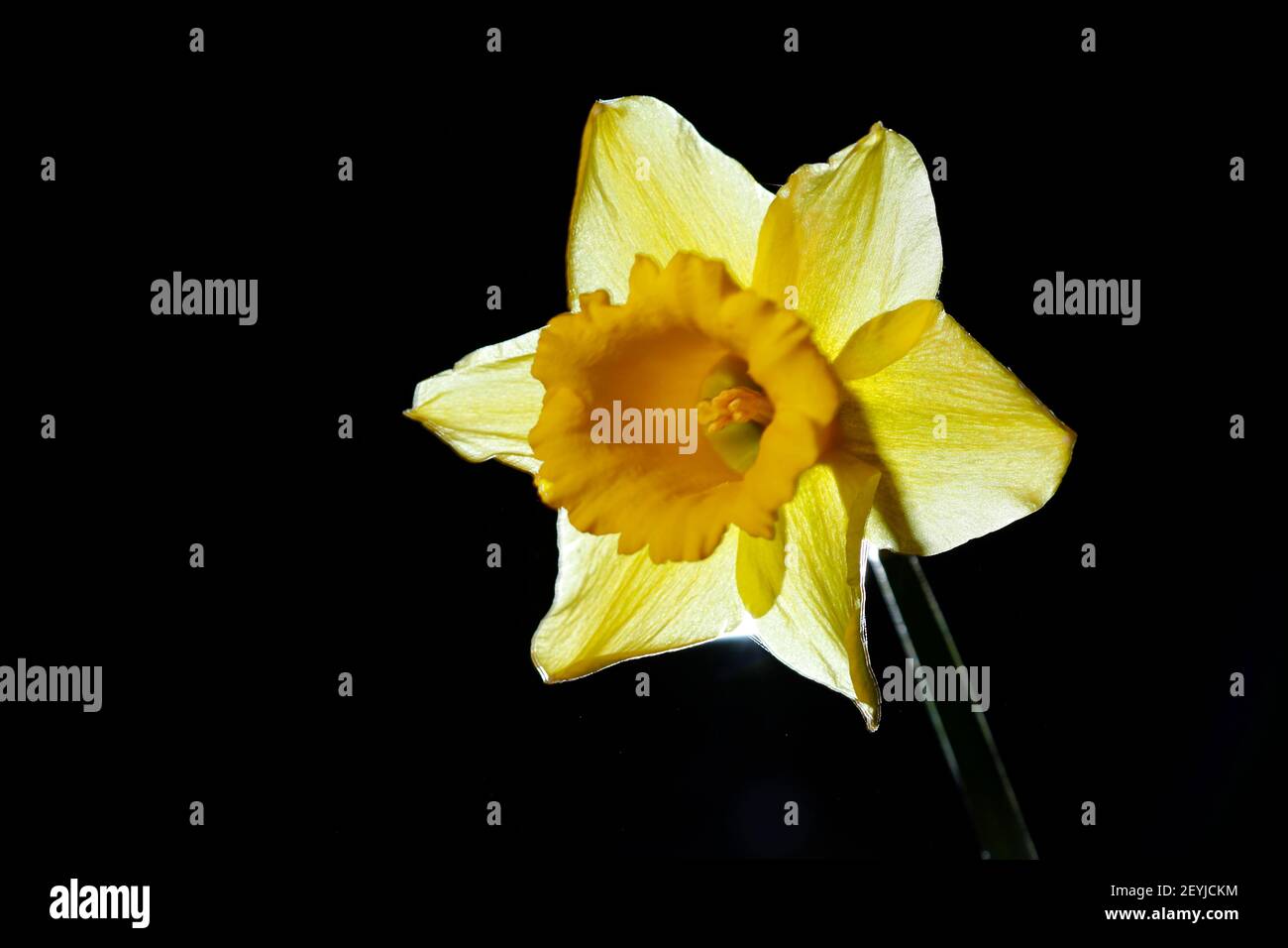 A backlit Daffodil on black background Stock Photo
