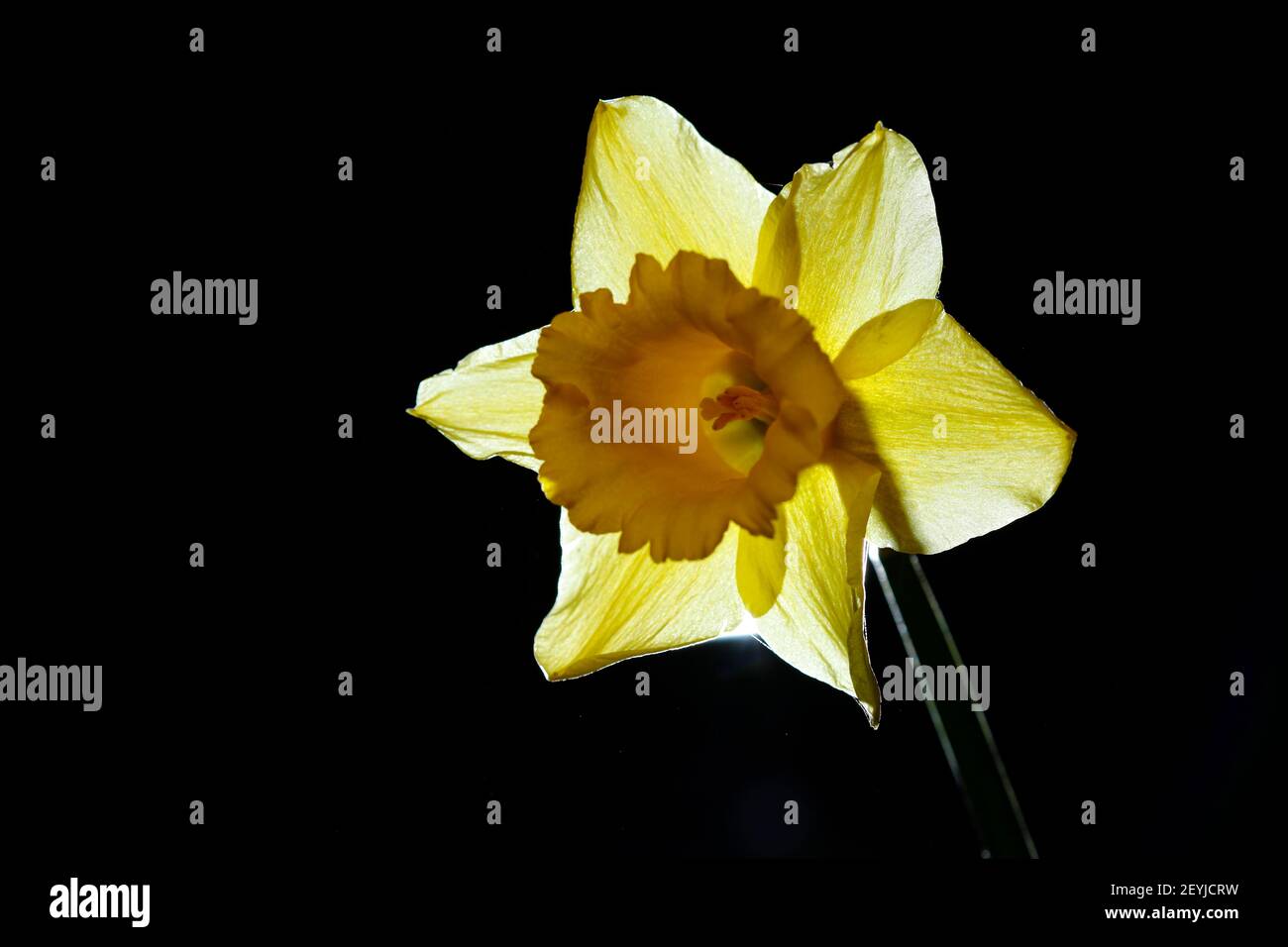 A backlit Daffodil on black background Stock Photo