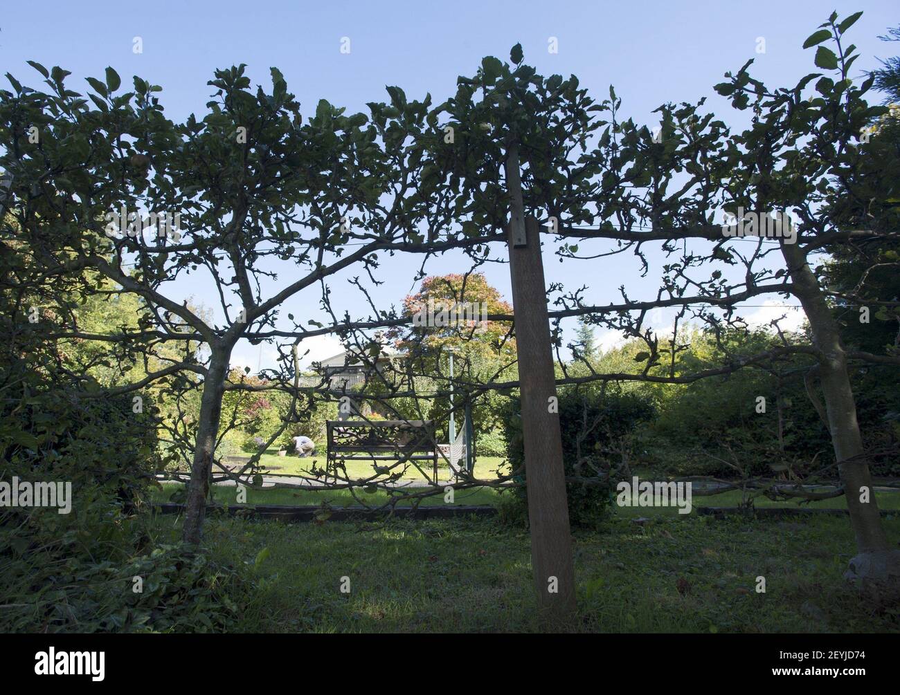 Espalier Apple Trees Border The Pickleball Court In John And Karin Morris English Inspired Garden In Tacoma Washington Photo By Janet Jensen Tacoma News Tribune Mct Sipa Usa Stock Photo Alamy Espalier Apple Trees Border The Pickleball Court In John And Karin Morris English Inspired Garden In Tacoma Washington Photo By Janet Jensen Tacoma News Tribune Mct Sipa Usa Stock Photo Alamy