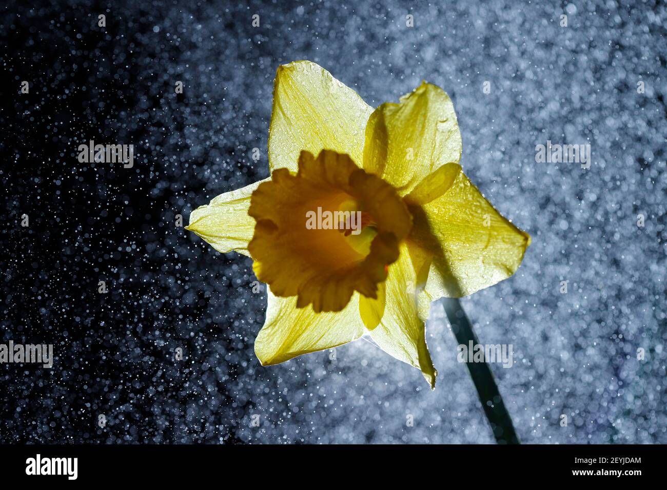 A backlit Daffodil with fine water droplets Stock Photo
