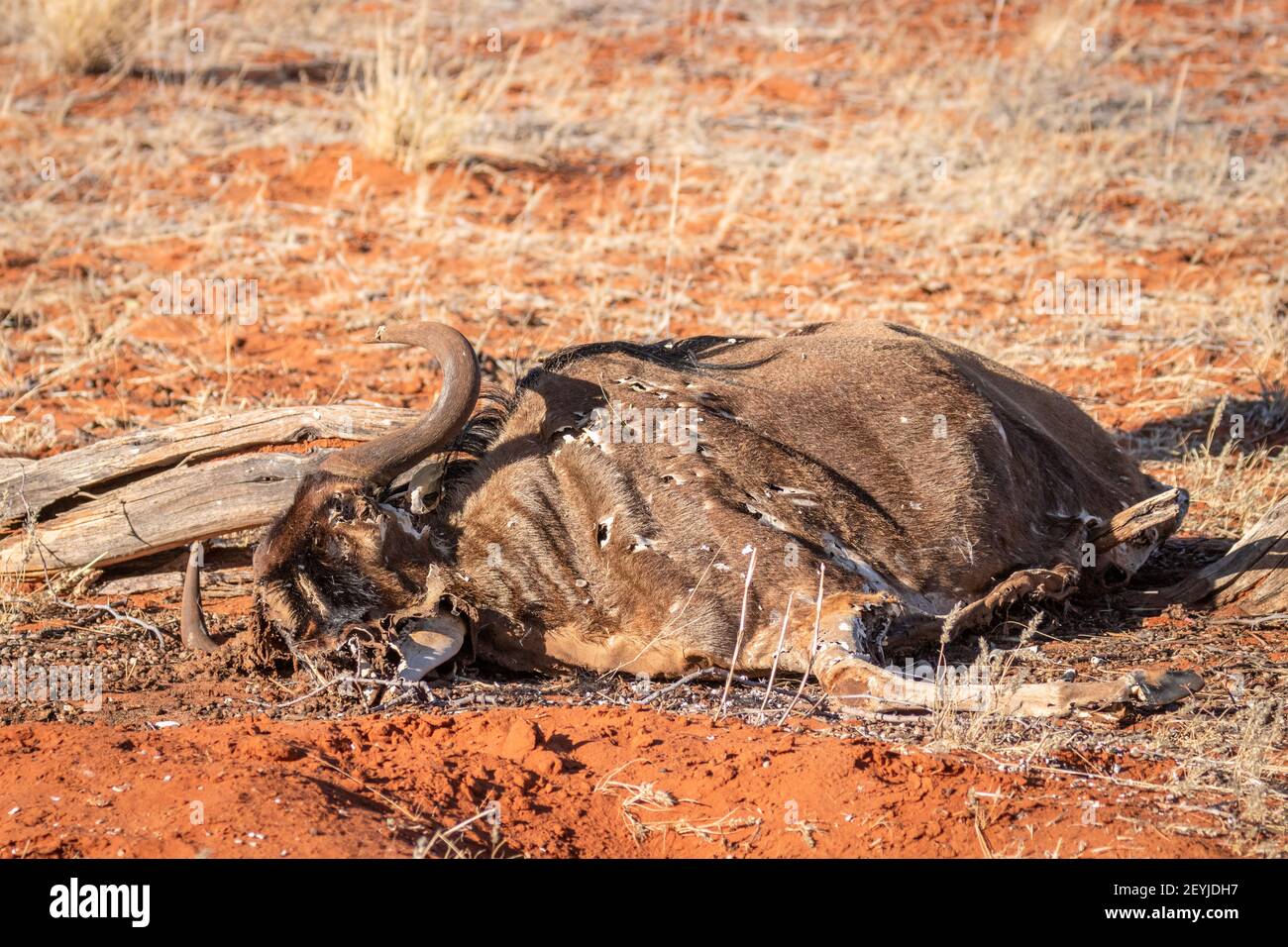 A dead cow in the kalahari desert, Namibia. Stock Photo