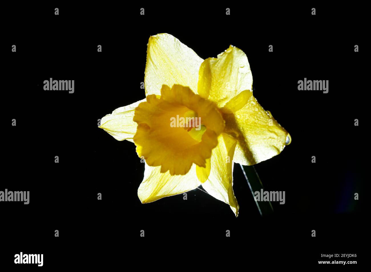 A backlit Daffodil on black background Stock Photo