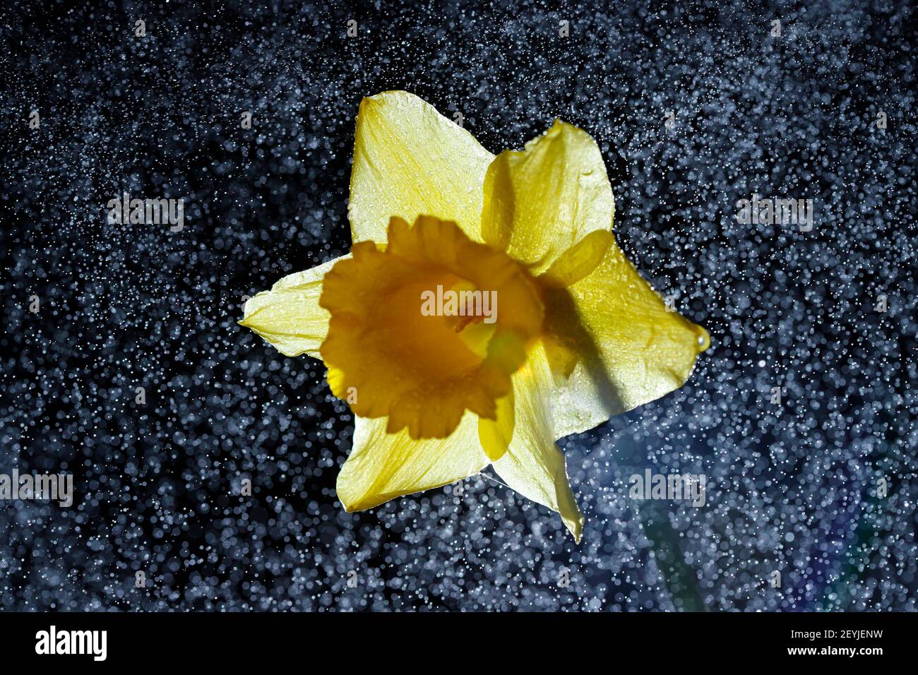 A backlit Daffodil with fine water droplets Stock Photo