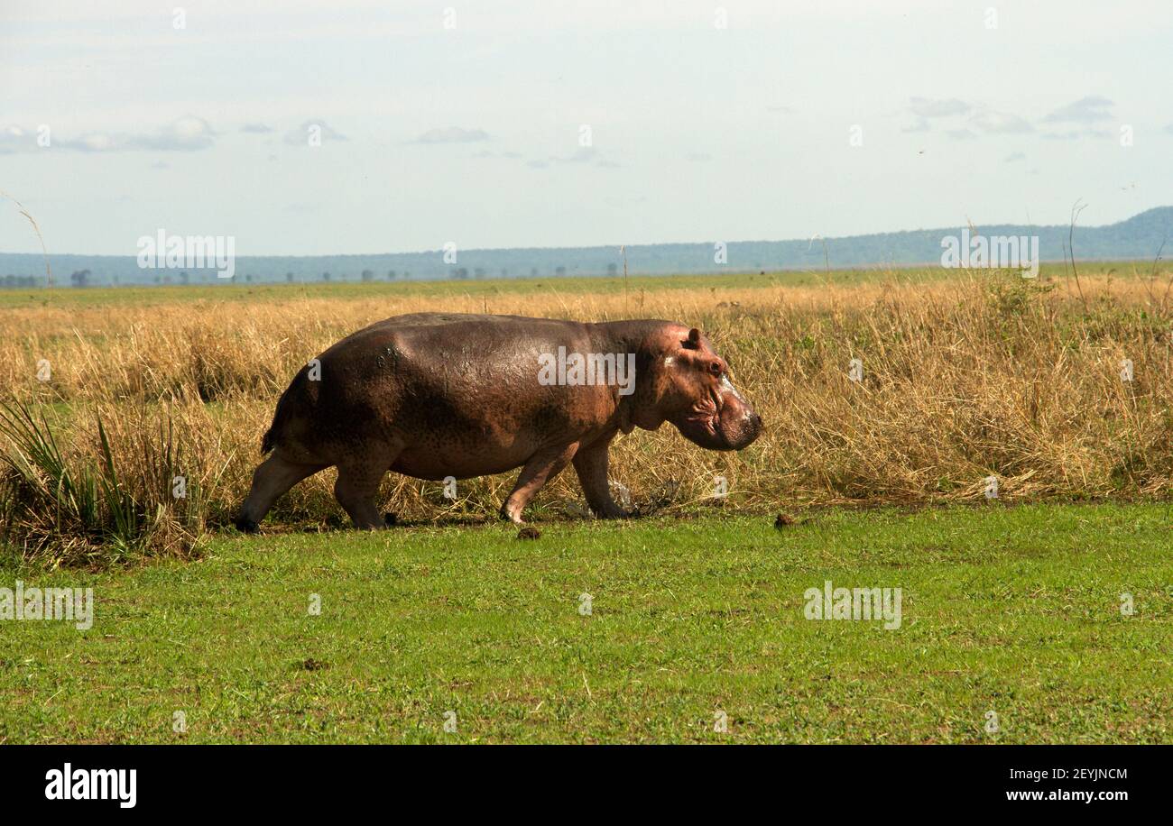 Hippo skin sweat hi-res stock photography and images - Alamy