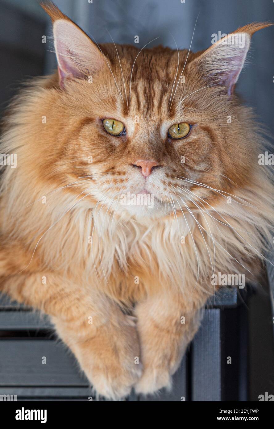Purebred red Maine Coon cat at home, pet image Stock Photo