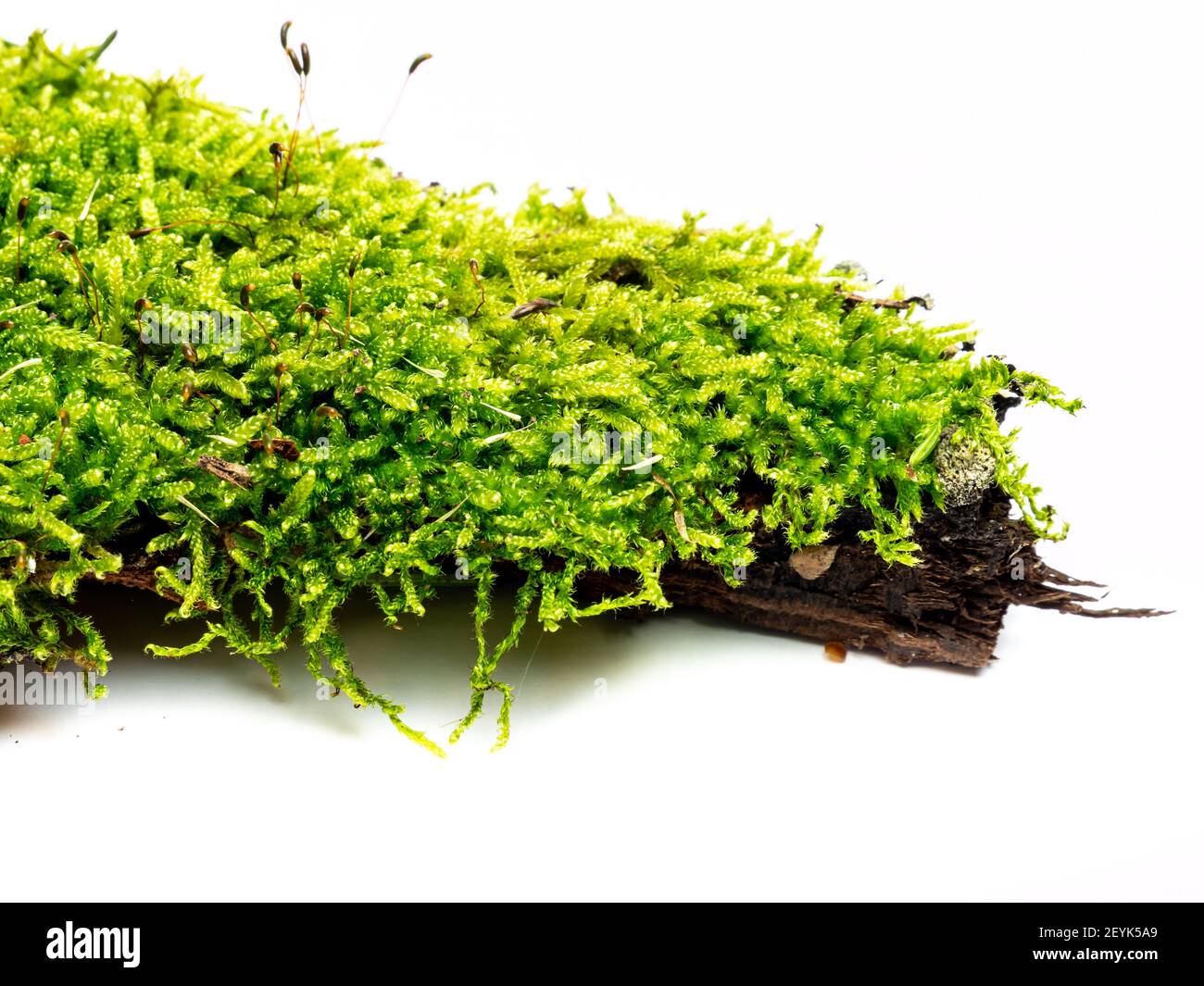Moss isolated on white background Stock Photo