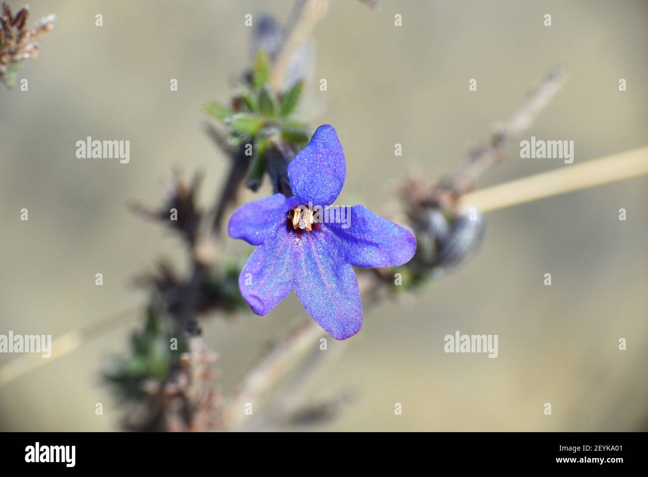 Lithodora fruticosa flower in mountain setting. Intense blue flowers. Peroblasco, La Rioja, Spain. Stock Photo
