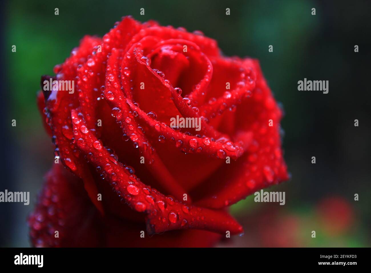 Close-up of a red rose after a morning shower in October (Radda in Chianti, Tuscany, Italy) Stock Photo