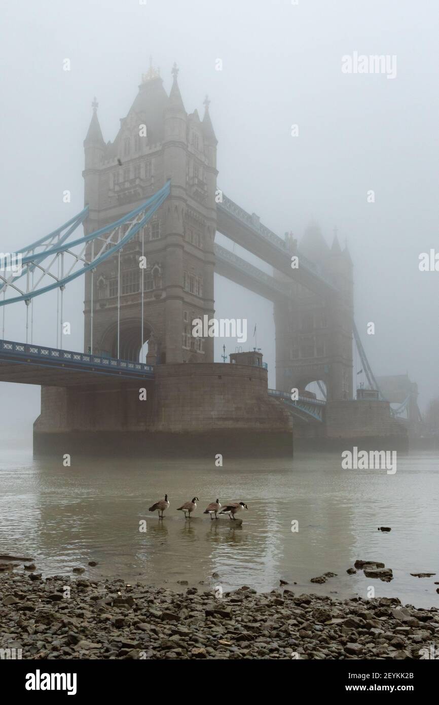 A vision reminiscent of old time London showing Tower Bridge shrouded in mist, with Canada Geese in the foreground on the banks of the River Thames at - Stock Image