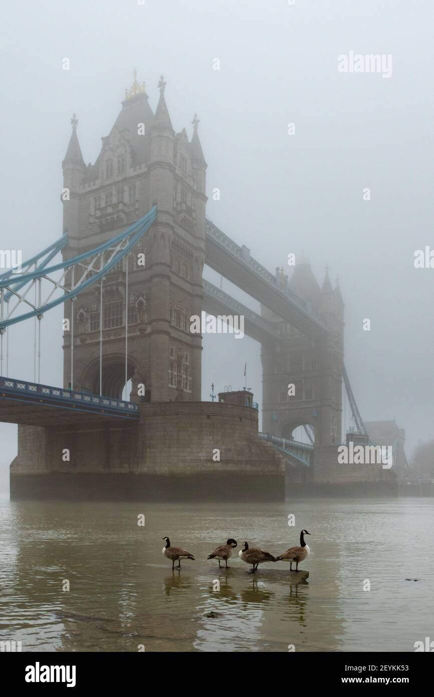 A vision reminiscent of old time London showing Tower Bridge shrouded in mist, with Canada Geese in the foreground on the banks of the River Thames - Stock Image