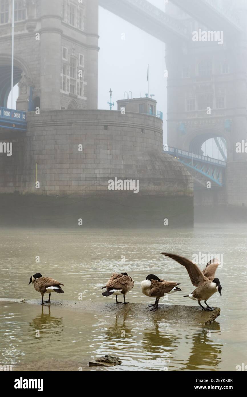 A vision reminiscent of old time London showing Tower Bridge shrouded in mist, with Canada Geese in the foreground on the banks of the River Thames - Stock Image
