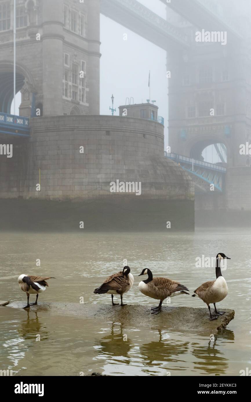 A vision reminiscent of old time London showing Tower Bridge shrouded in mist, with Canada Geese in the foreground on the banks of the River Thames - Stock Image