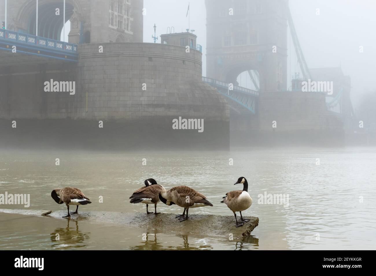 A vision reminiscent of old time London showing Tower Bridge shrouded in mist, with Canada Geese in the foreground on the banks of the River Thames - Stock Image