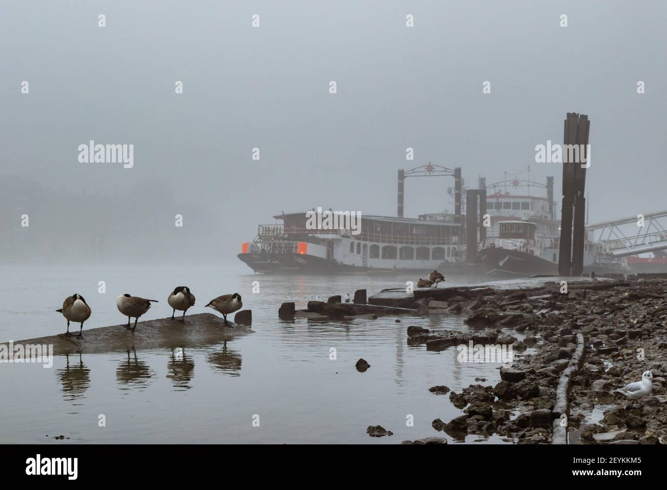 Canada Geese and boats docked in the Pool of London shrouded in mist. A scene that is reminiscent of old time London. With copy space - Stock Image