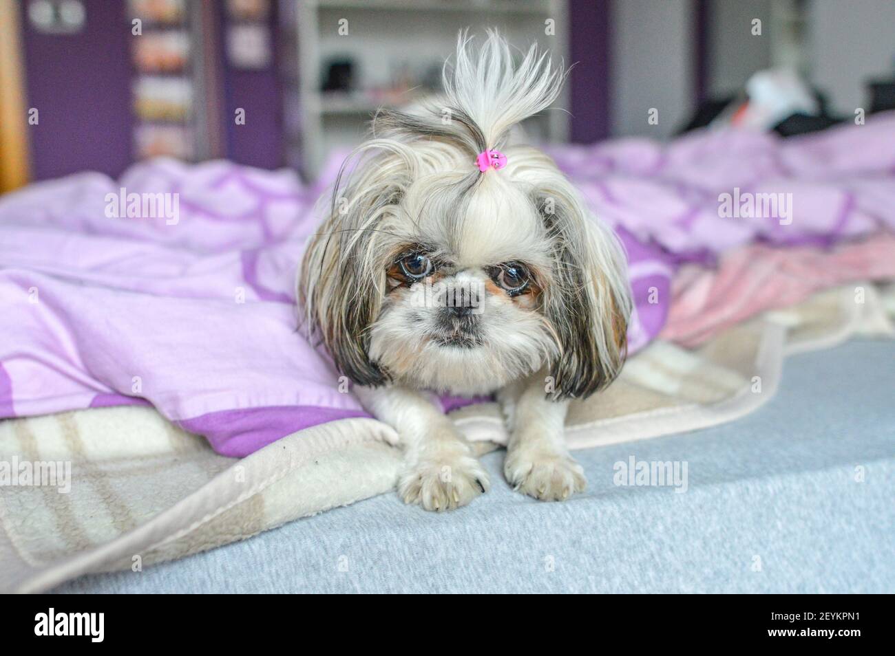 An adorable Shih Tzu puppy lying on bed Stock Photo Alamy