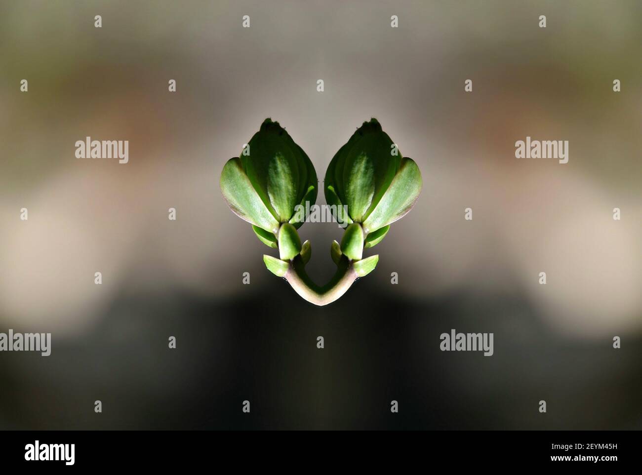 Hellebore (Lenten rose) seed pods on a natural background Stock Photo Alamy