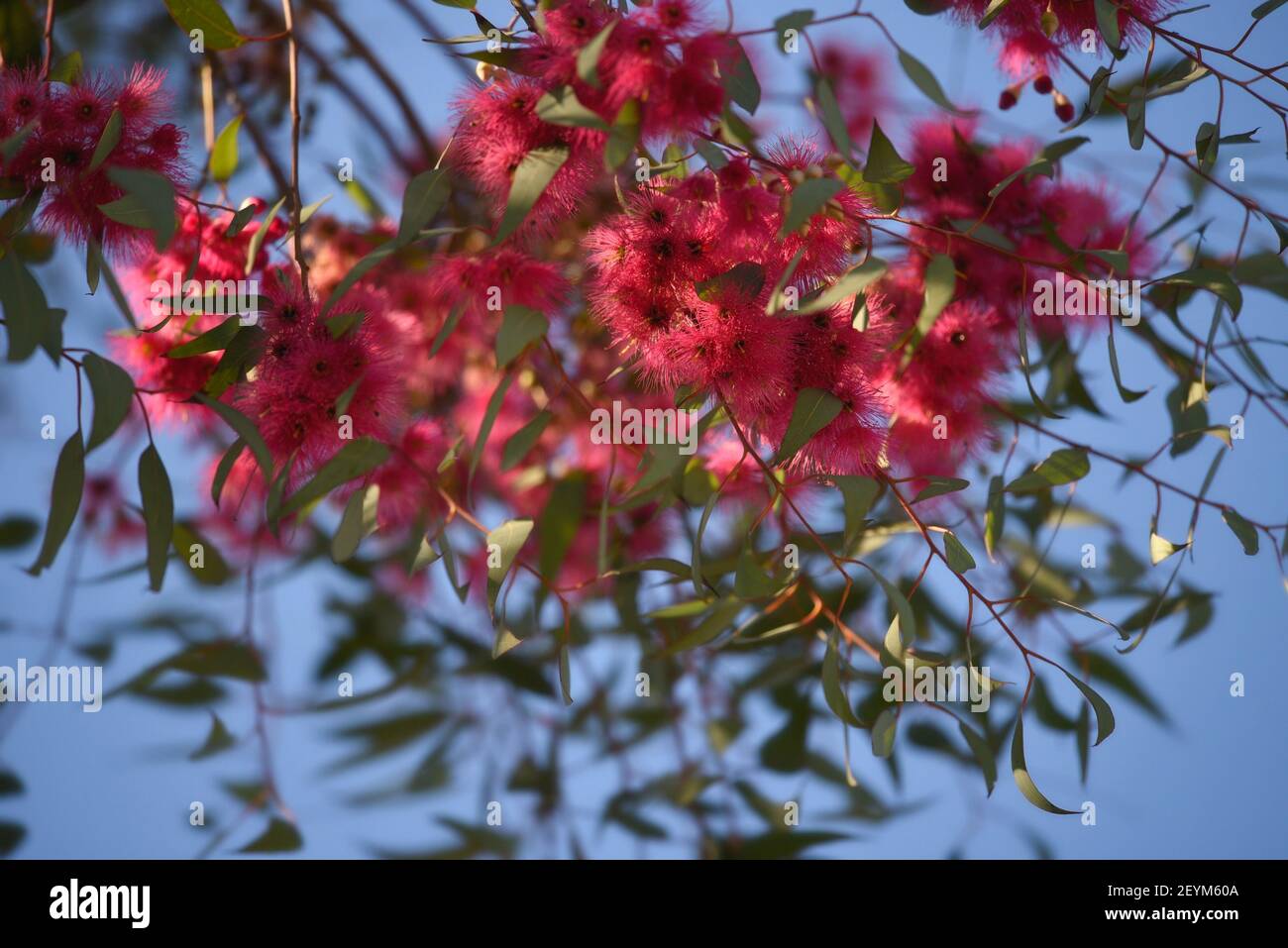 Eucalyptus leucoxylon 'Rosea' pink flowers on an abstract composition. Stock Photo