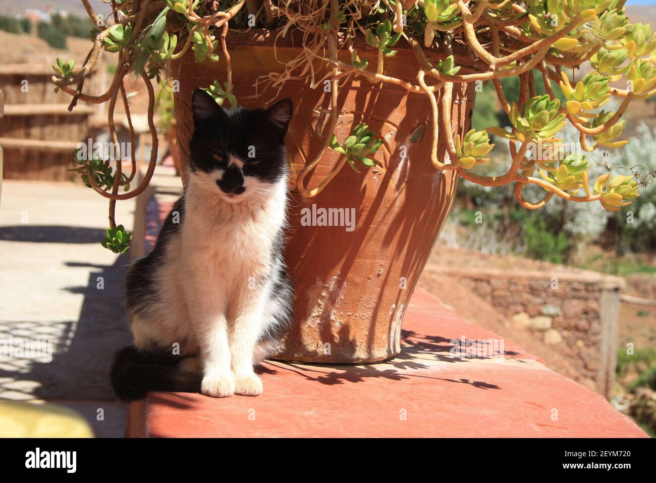 Stray cat in the middle of Morocco Stock Photo