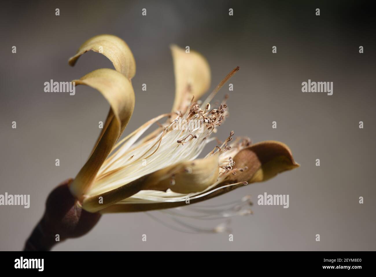 Eucalyptus leucoxylon 'Rosea' flowering buds on an abstract composition. Stock Photo