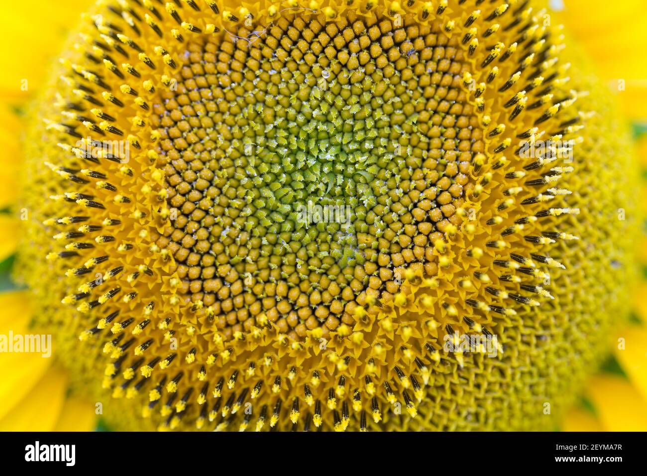 sunflower-head-closeup-with-green-seeds-macro-photo-can-be-used-as-a