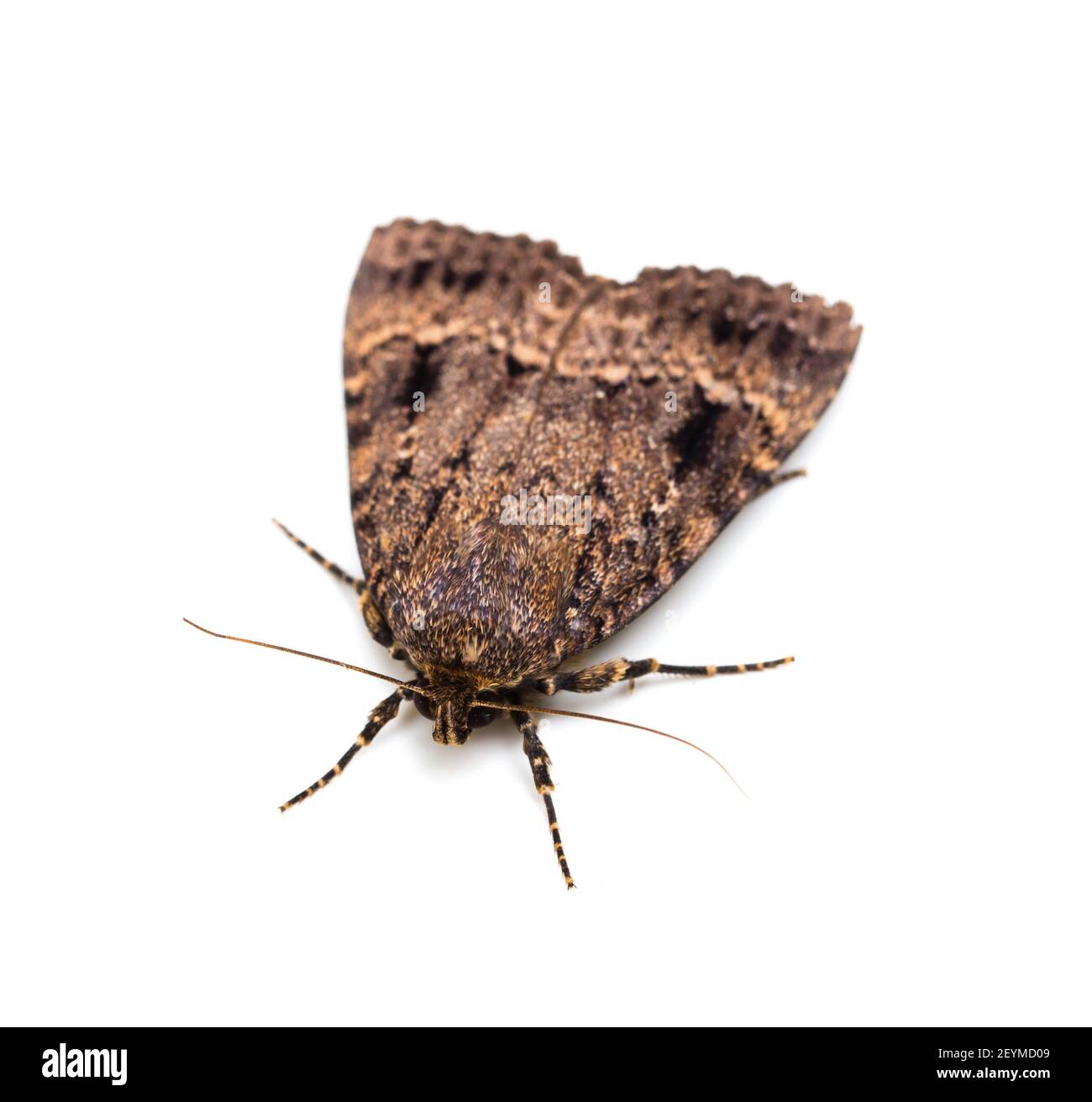 Moth butterfly is macro. Isolated on a white background Stock Photo - Alamy