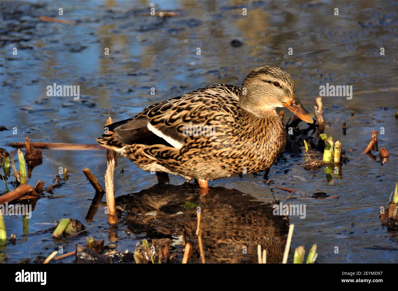 Lake Rash Duck duck on lake Stock Photo - Alamy