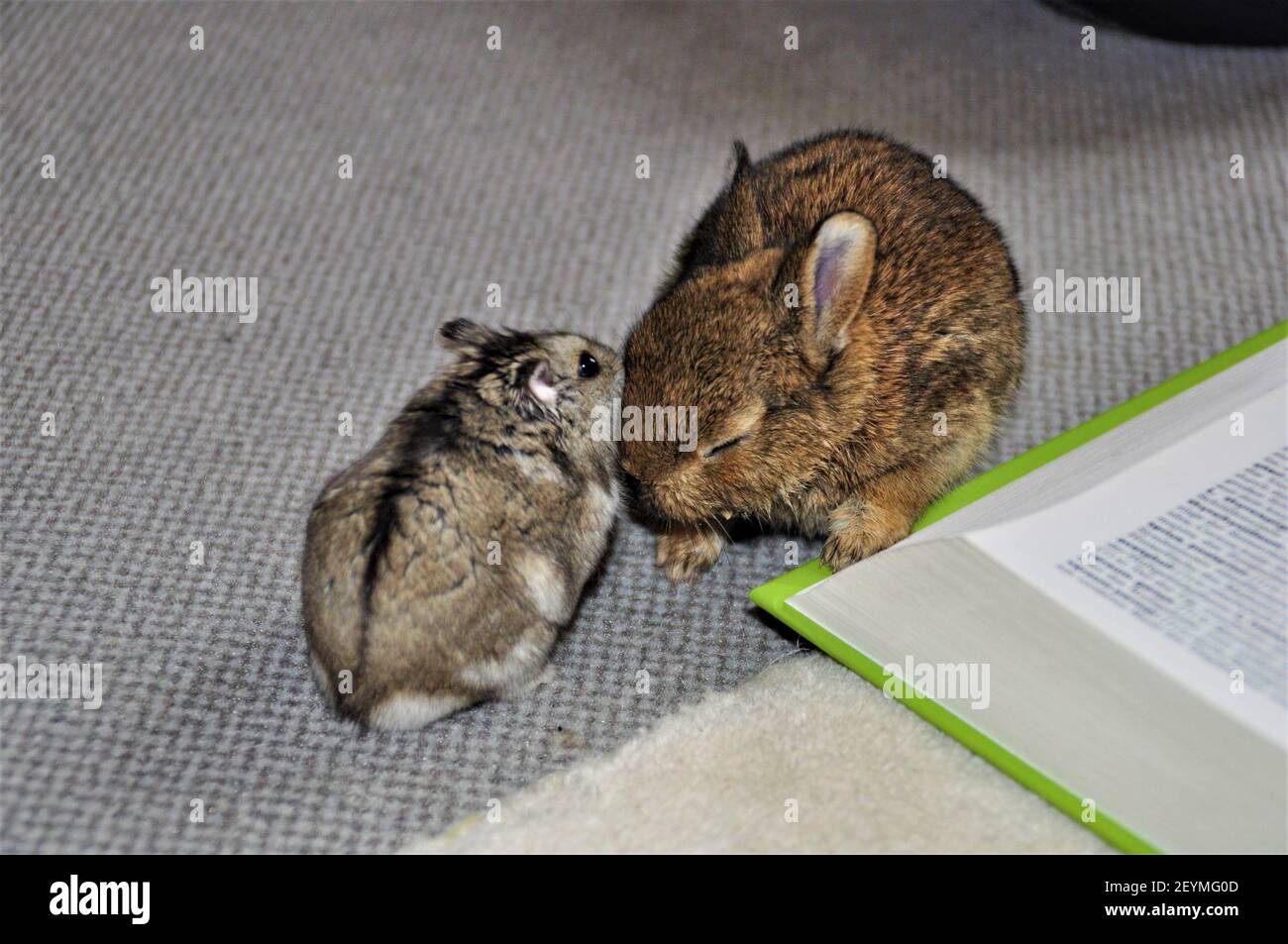 Rabbit hamster hires stock photography and images Alamy