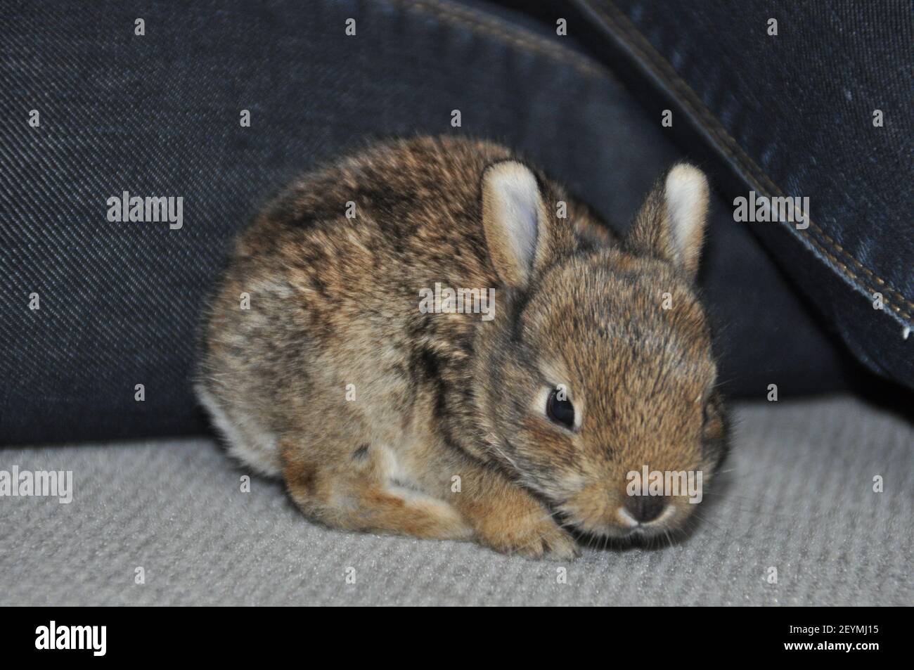 Baby rabbit Stock Photo