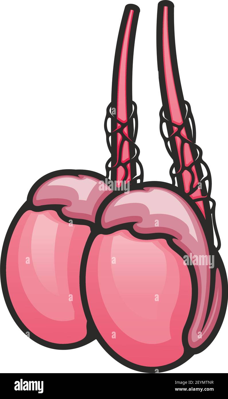 Male reproductive system icon, human testicles vector. Internal anatomy, body organ isolated Stock Vector