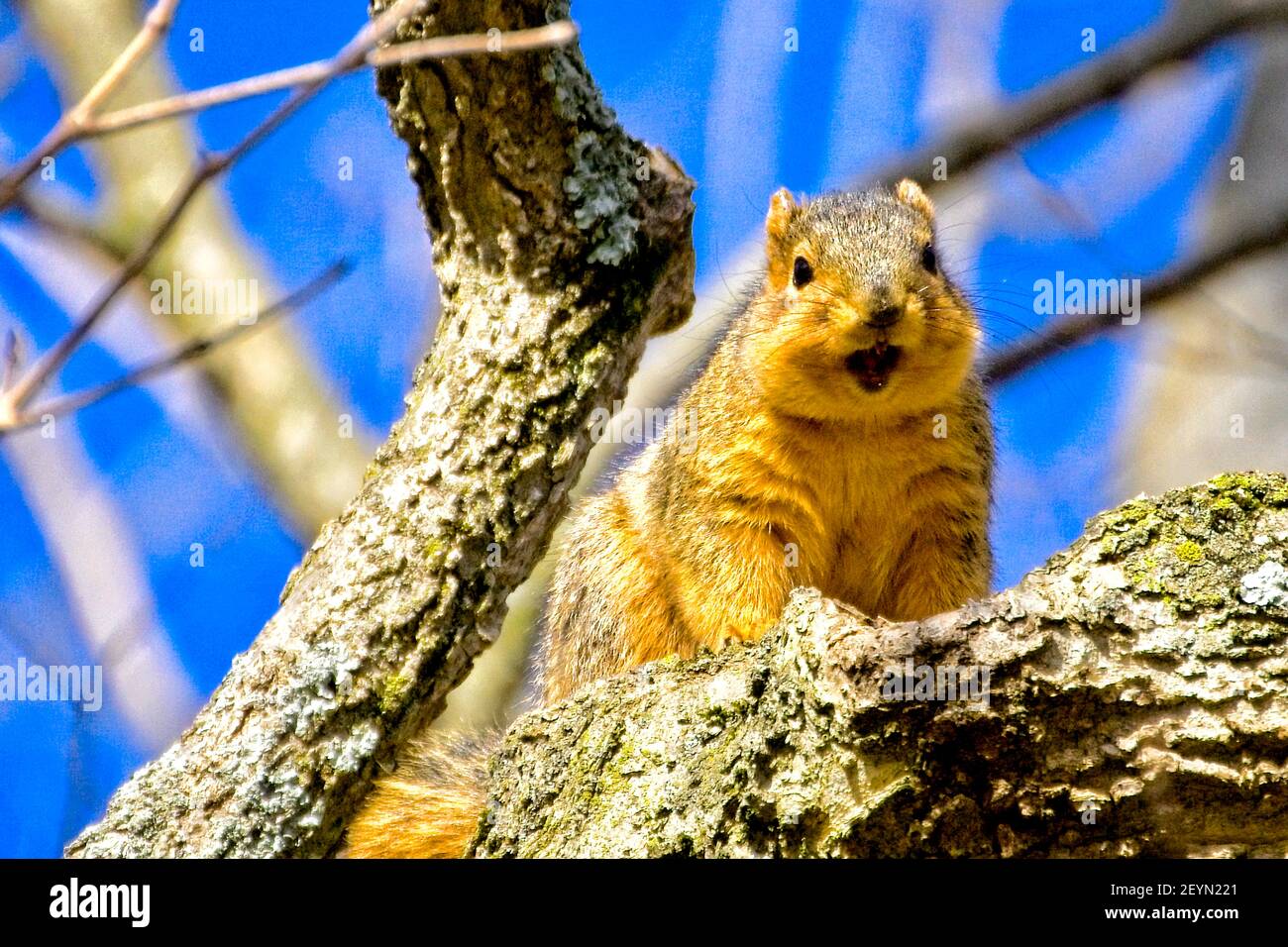Fox squirrel hanging out in a tree Stock Photo Alamy