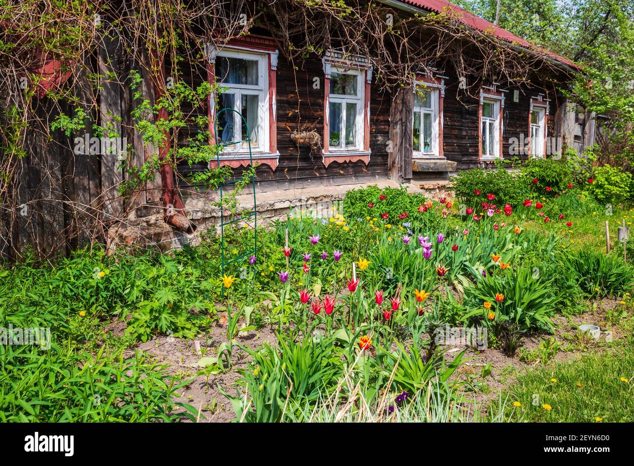 Typical rustic Russian wooden house with flowers in the front garden under the windows Stock Photo
