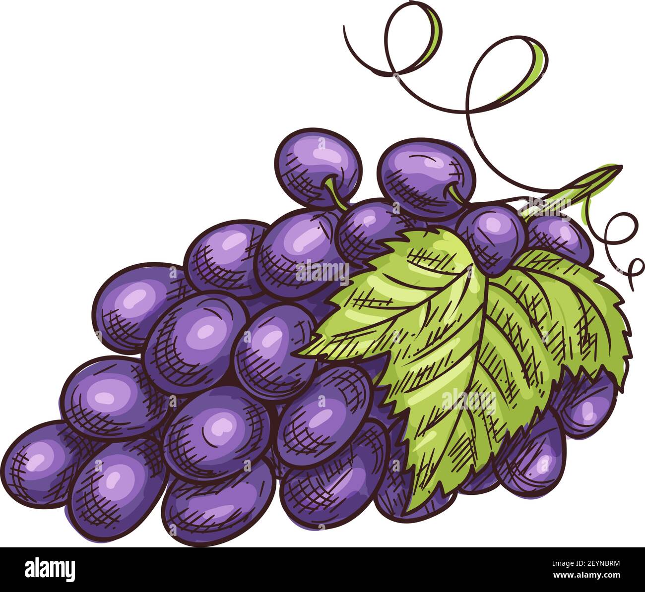 Grapes cluster isolated berries and leaves. vector bunch of grape fruits, purple berry Stock