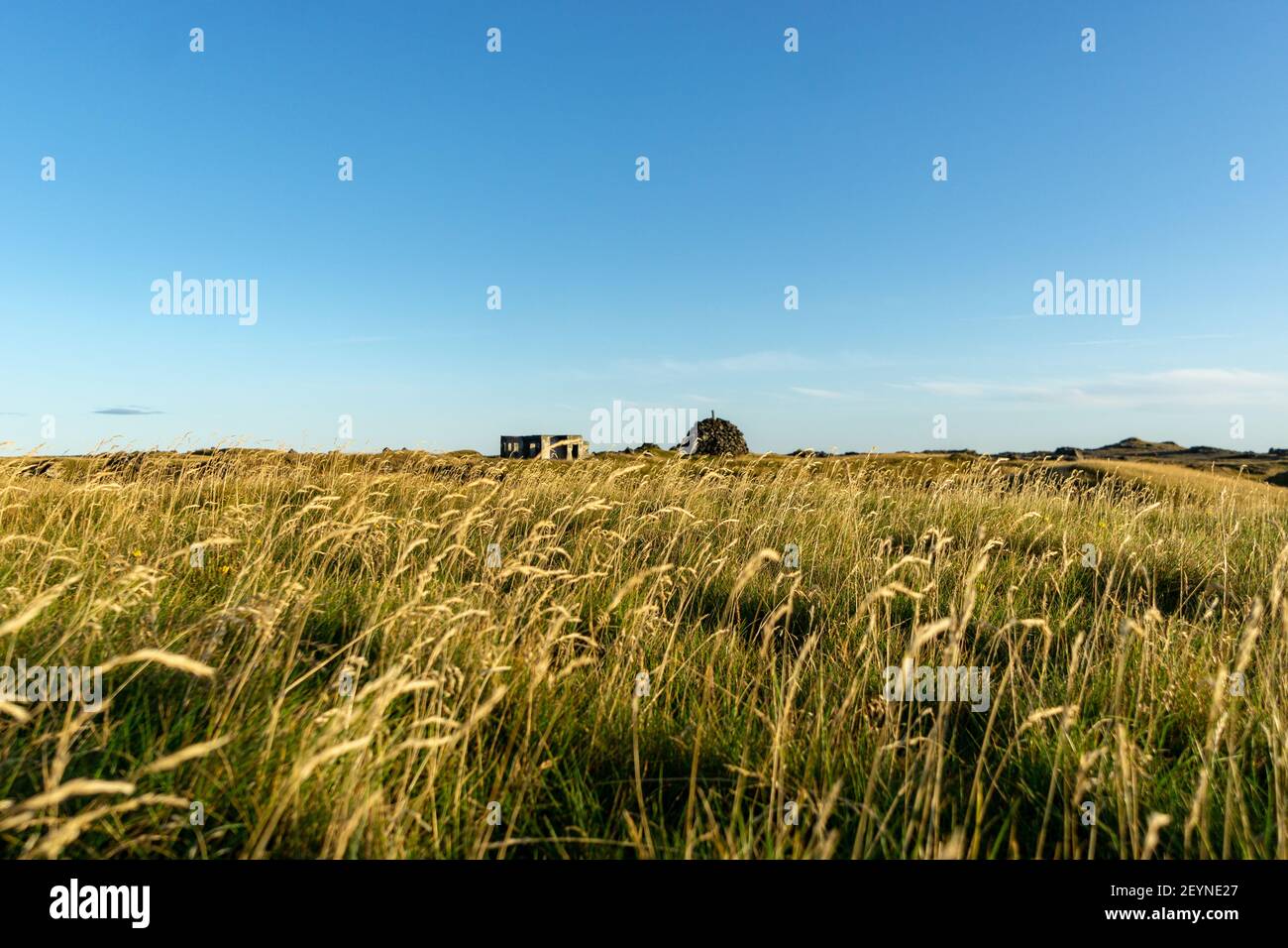 A shot of aneedle grass or spear grass field in the countryside Stock Photo