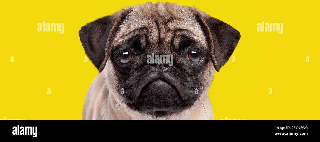 adorable puppy dog pug breed with sad and serious face on bright yellow background Stock Photo