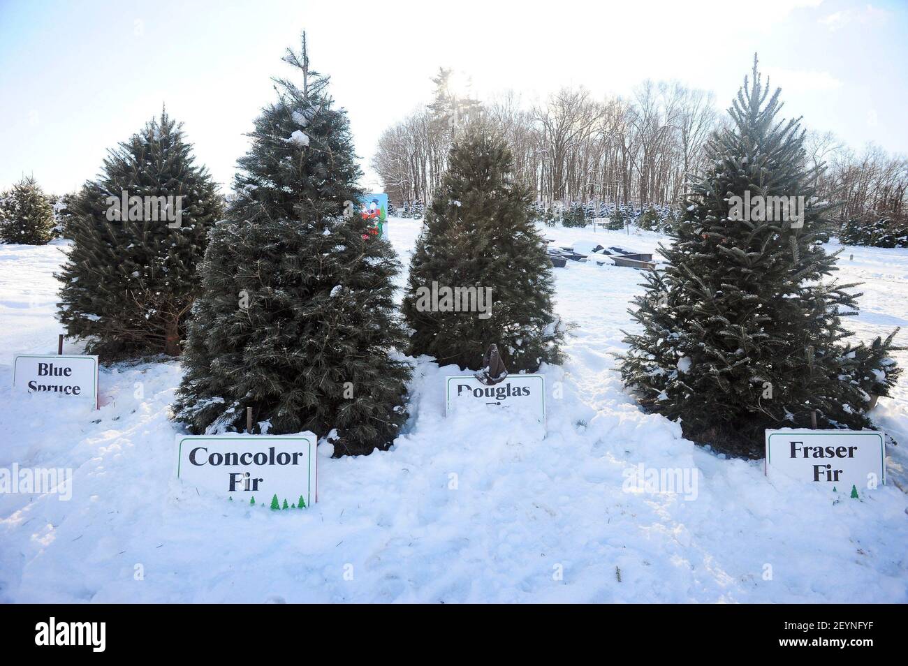Trees grow at Jarrettsville Nurseries in Street, MD, on Dec. 12, 2013