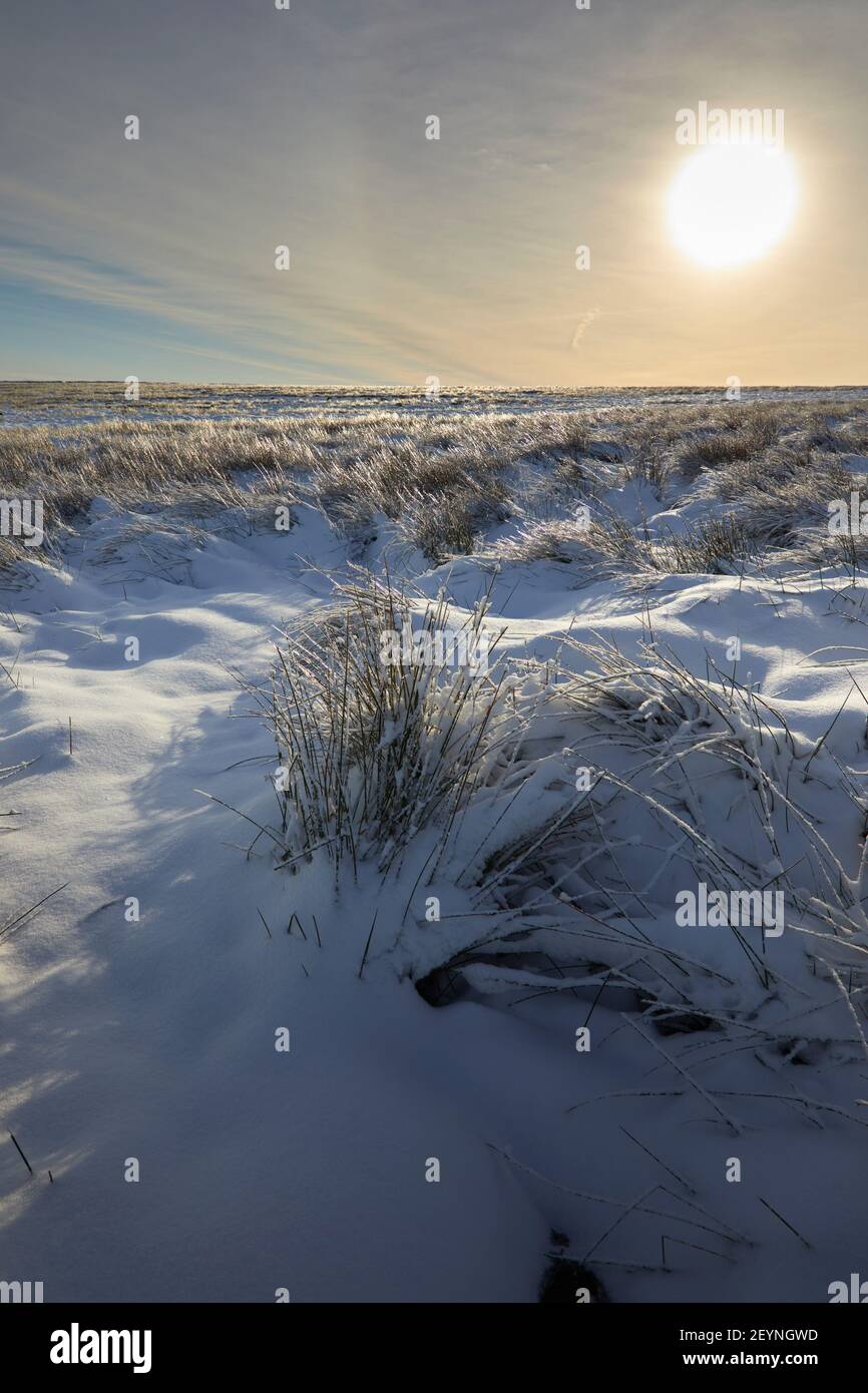 After a heavy snowfall, a bright sun highlghts the ice as it forms on reed stems on moorland at 900ft Stock Photo