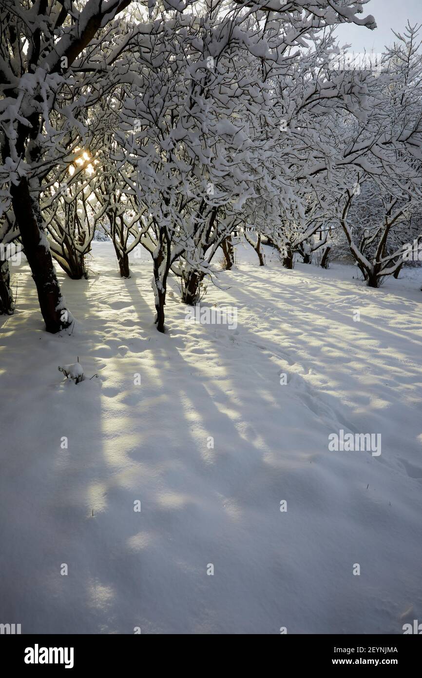 A late afternoon sun glows through the snow covered branches of a small spinney  in the Yorkshire moorland smallholding garden at 900ft Stock Photo