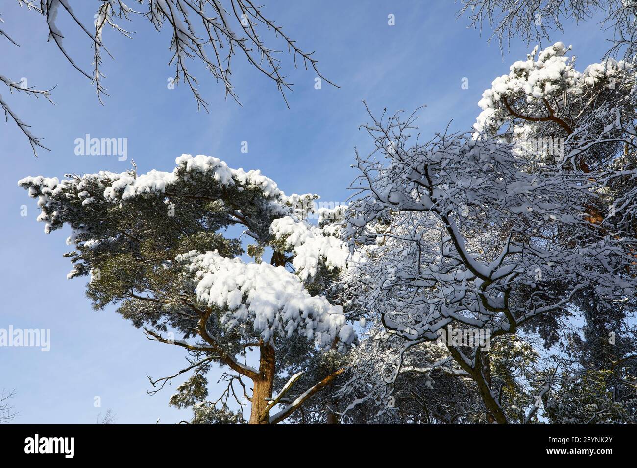 A snowy view of the top branches of snow covered Scots Pine trees on the Yorkshire moorland smallholding garden at 900ft Stock Photo