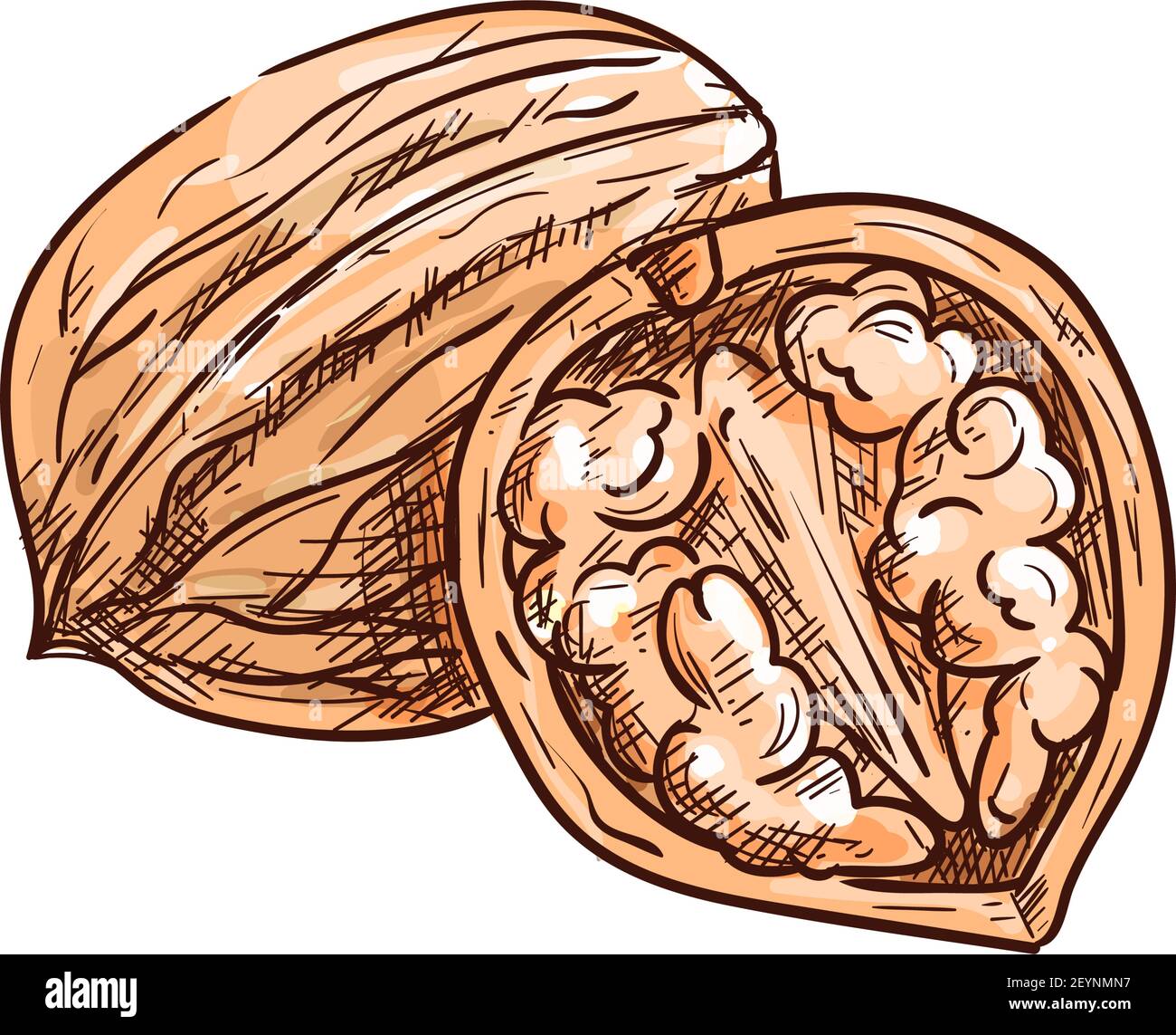 Open nutshell Stock Vector Images Alamy