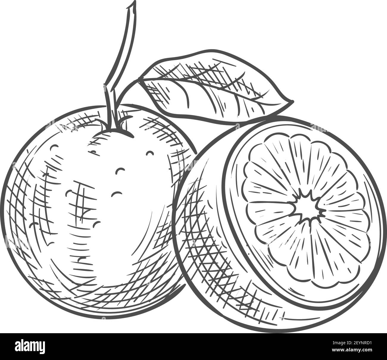 Orange tropical fruit. Vector exotic orange or tangerine citrus fruit