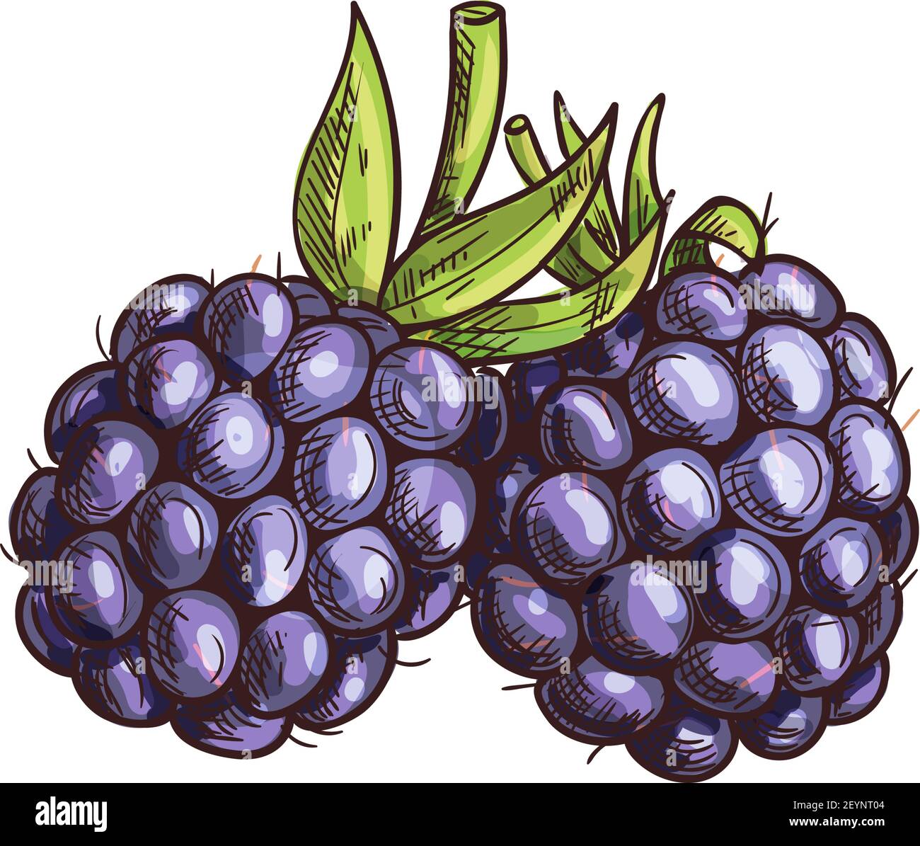 Garden bramble berry isolated summer fruit sketch. Vector blackberry food,  forest berries Stock Vector Image & Art - Alamy