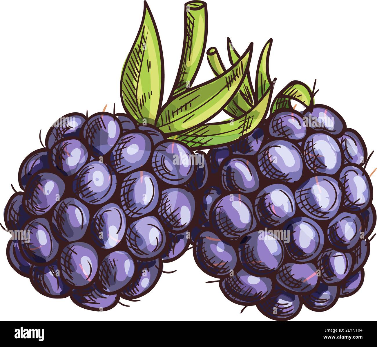 Garden bramble berry isolated summer fruit sketch. Vector