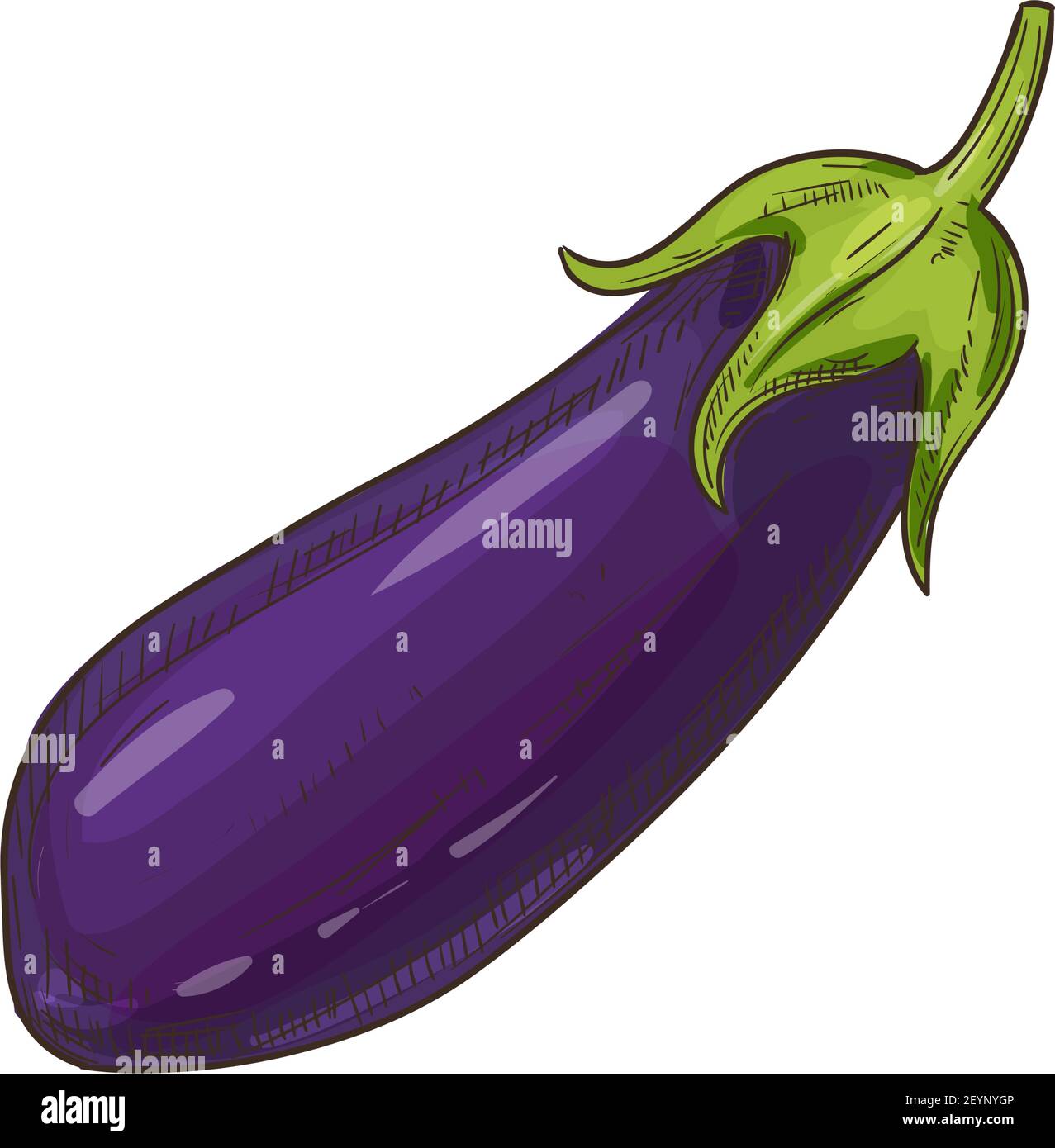 Eggplant Watercolor Drawing Stock Vector - Illustration of diet, aquarelle:  282907847