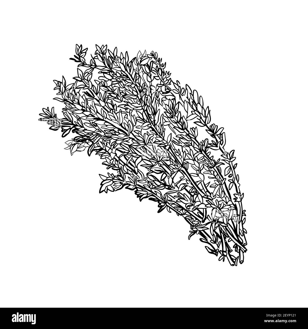 thyme isolated on a white background. A branch of sweet thyme. Herbes