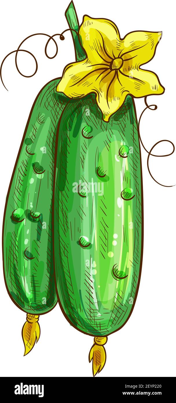Two cucumbers with yellow flower isolated green veggies. Vector pickles ...